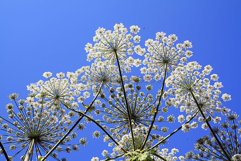 Similar – Foto Bild Nachzügler… Blume Blüte