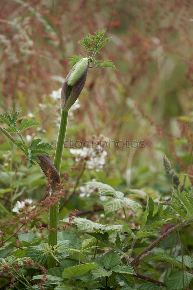 Similar – urban gardening bio fenchel