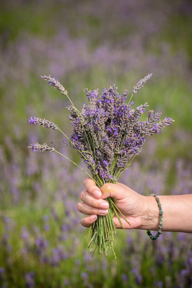 Similar – Image, Stock Photo Fulfilling Colour photo