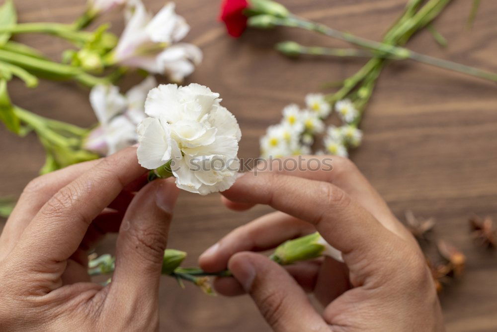 Image, Stock Photo Holding flowers with hands