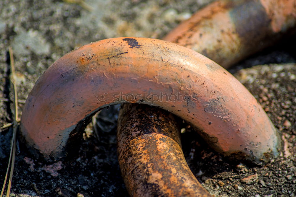 Similar – earthworm Colour photo