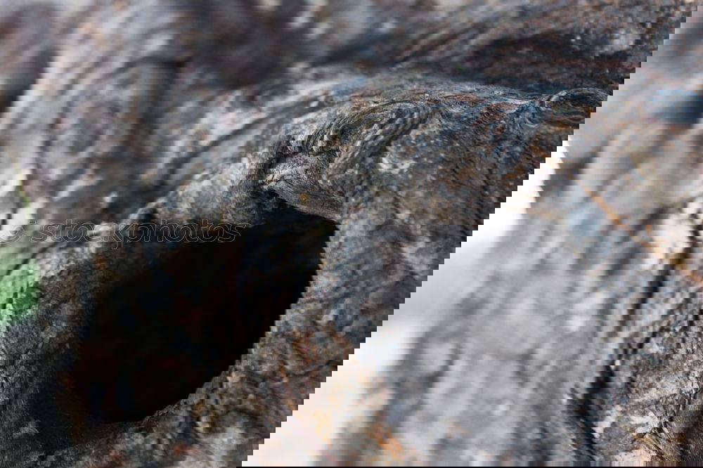 Similar – Image, Stock Photo game of hide-and-seek Rat