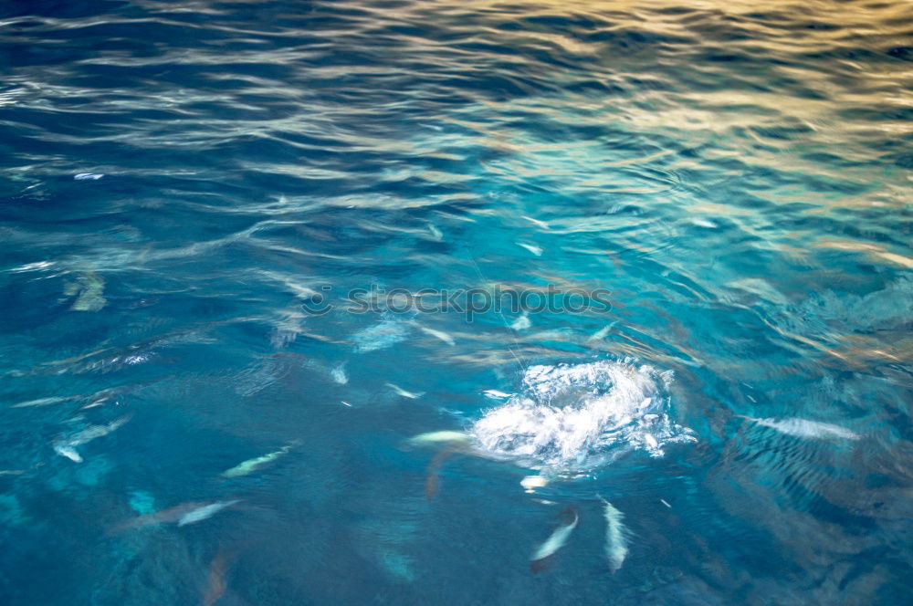 Image, Stock Photo o2 Dive Air Water Ocean