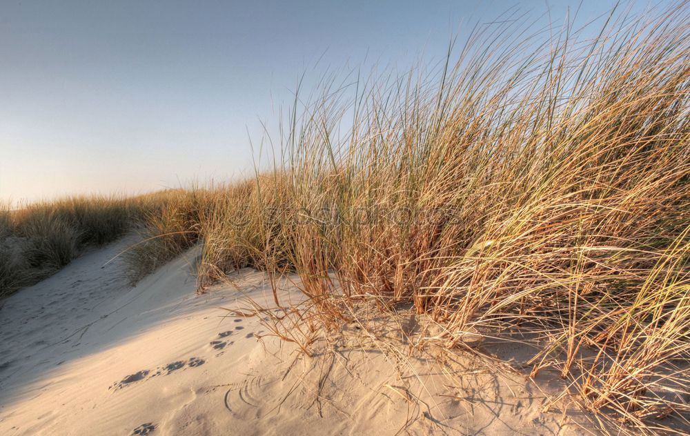 Similar – Landscape with dunes on the island of Amrum