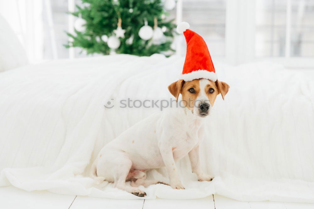 Kleiner Terrier Hund mit einer roten Weihnachtsmütze