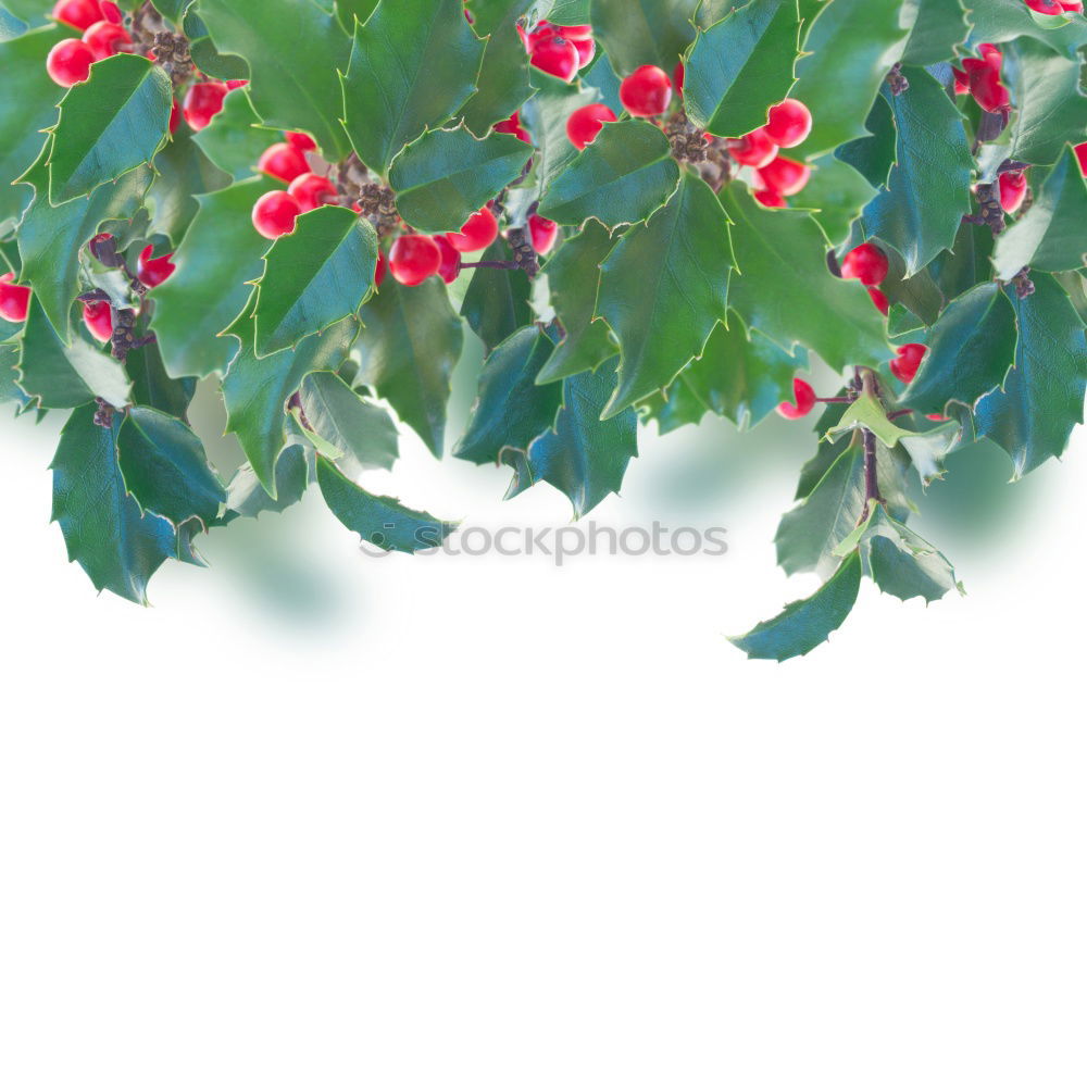 Similar – Image, Stock Photo ::: Ilex ::: Triangle Leaf