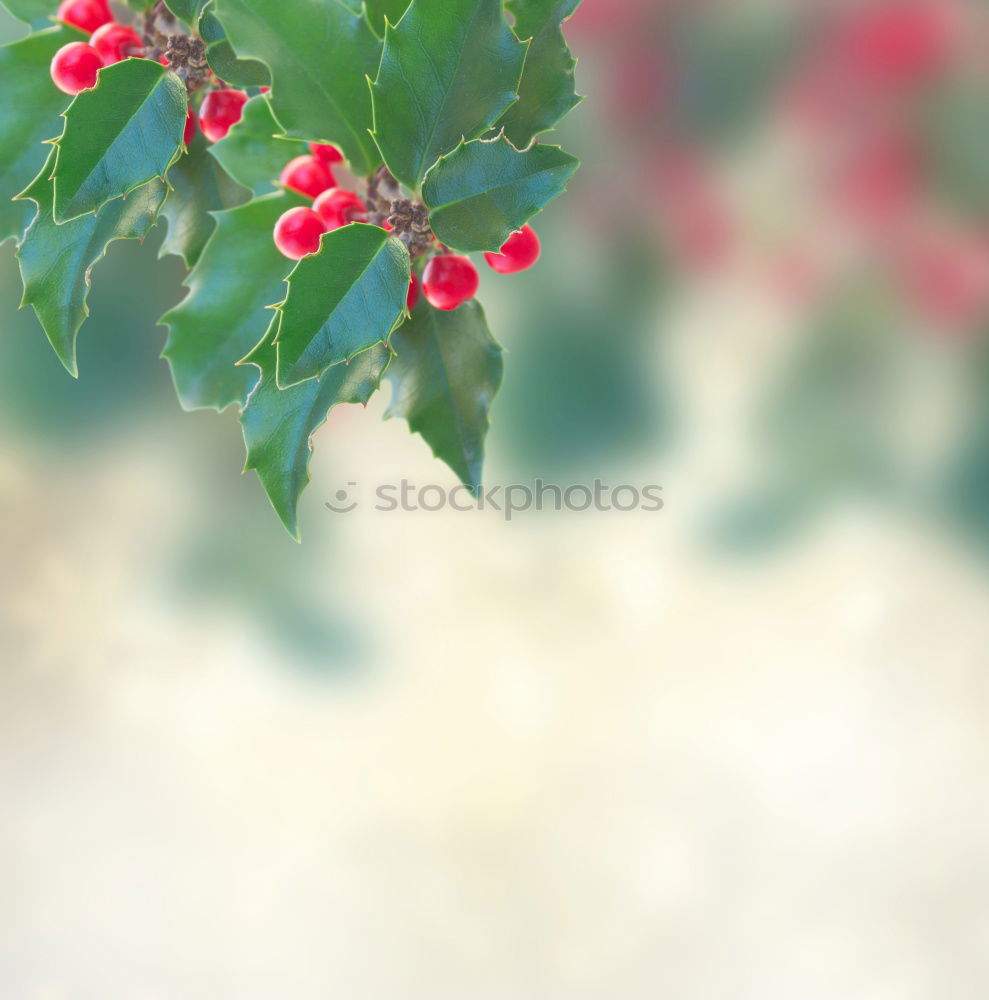 Similar – Image, Stock Photo ::: Ilex ::: Triangle Leaf