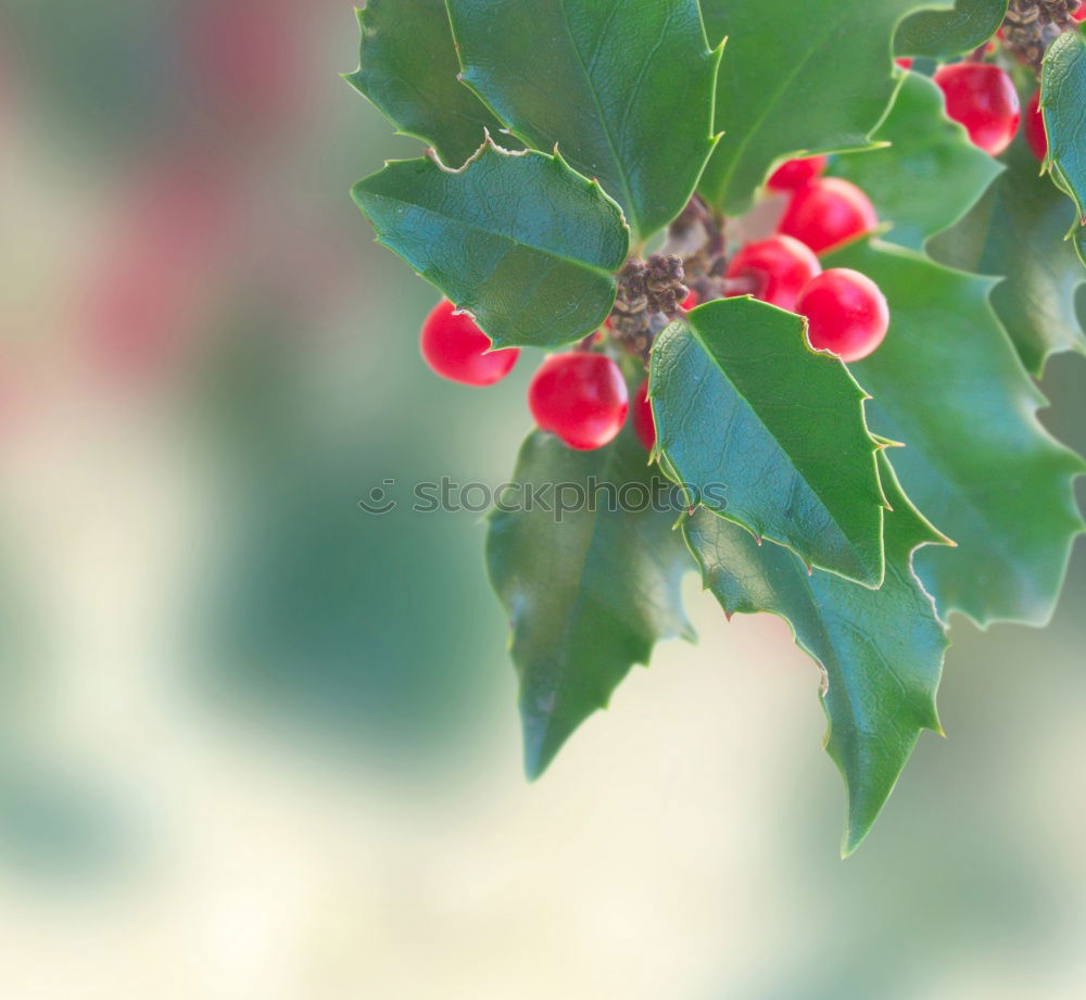 Similar – Image, Stock Photo ::: Ilex ::: Triangle Leaf