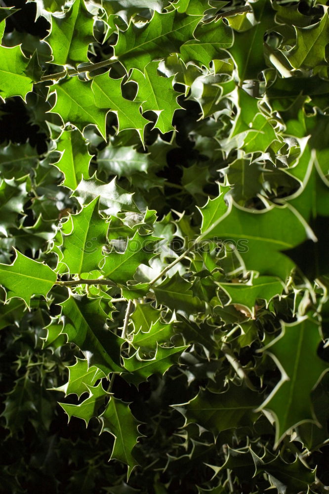 Similar – Image, Stock Photo maple leaves Plant Tree