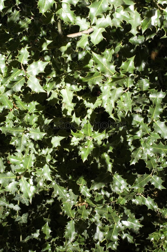 Similar – just green Pteridopsida