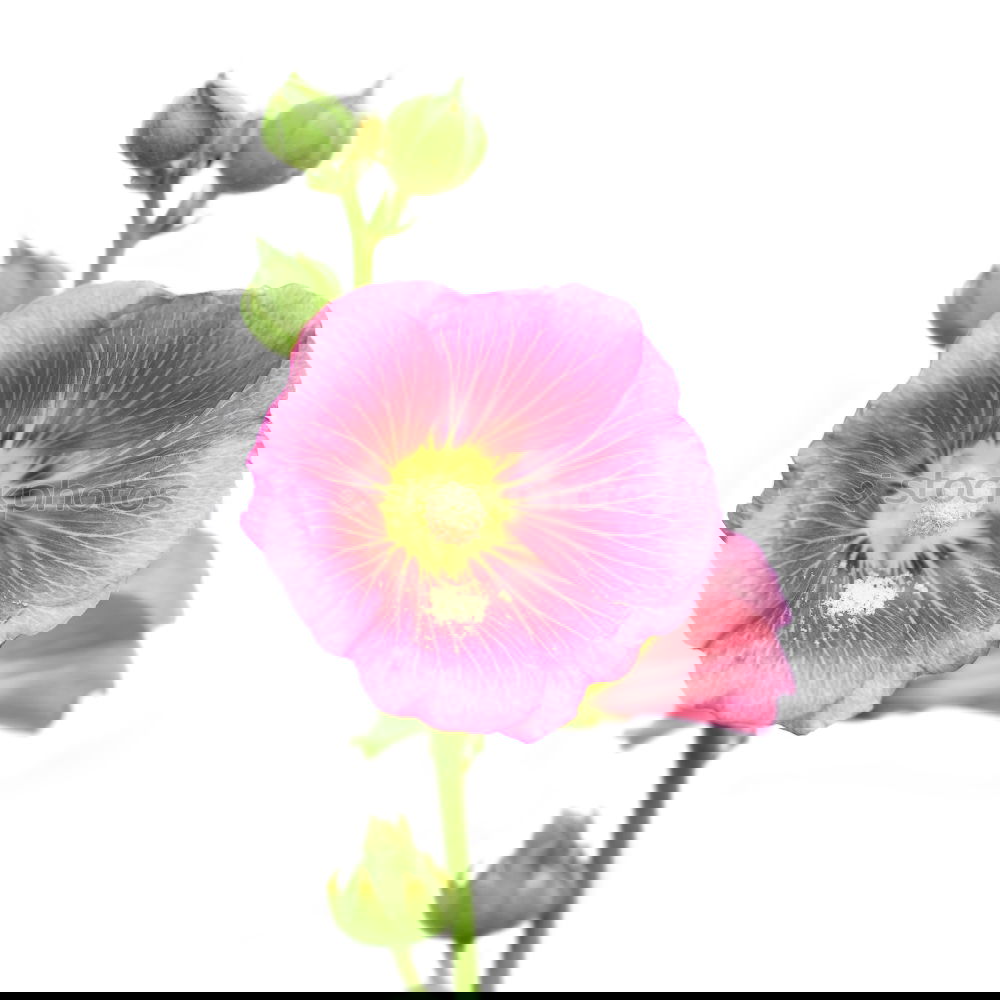 Similar – Image, Stock Photo Petunia, Pitunia, Surfina