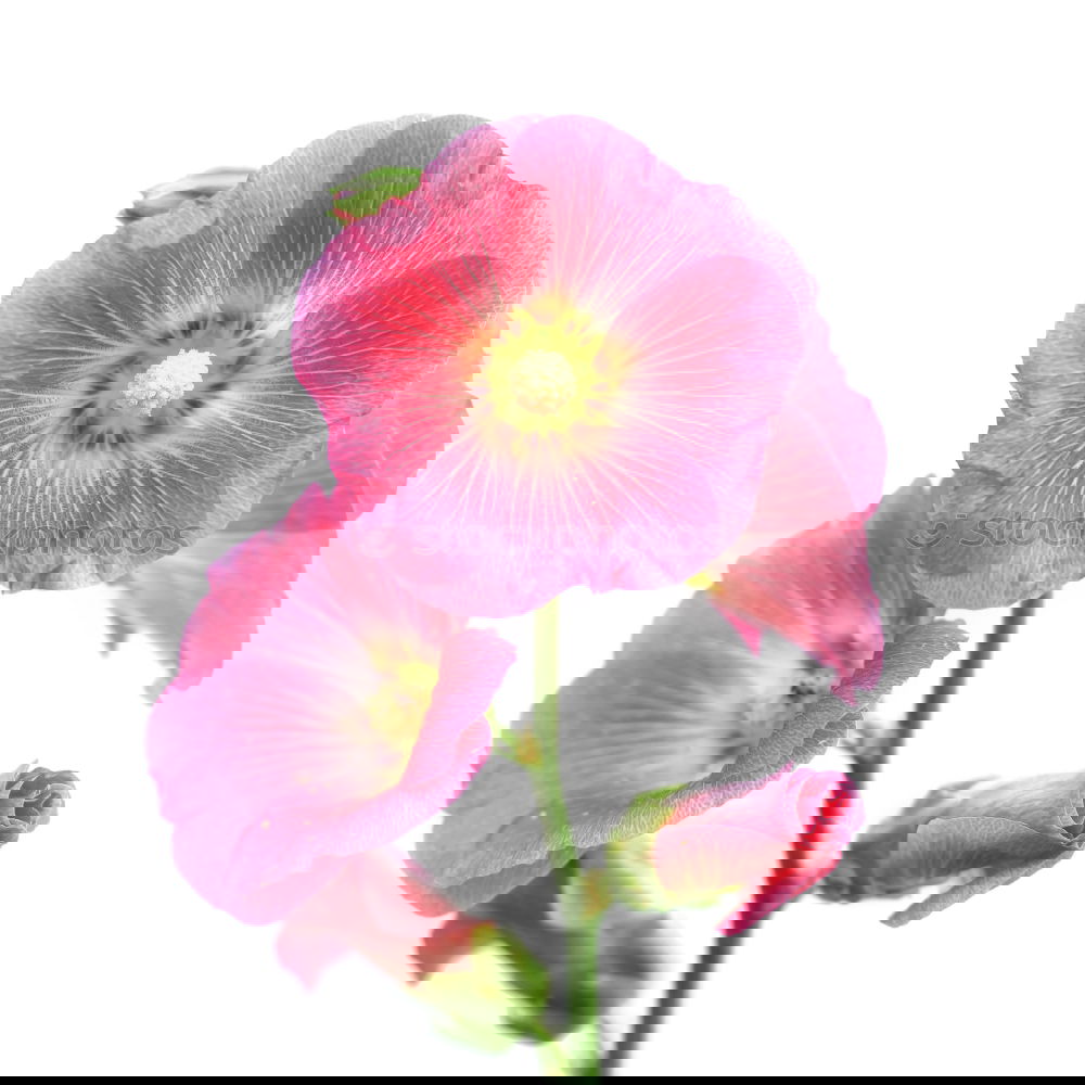 Similar – Image, Stock Photo Petunia, Pitunia, Surfina