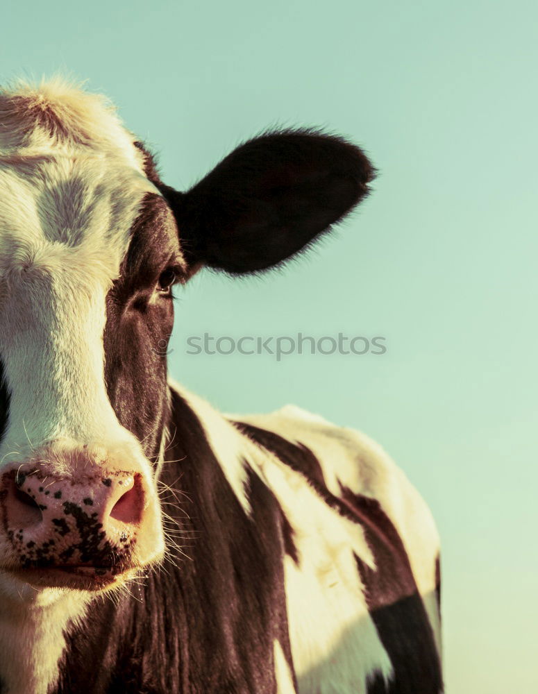 Similar – Image, Stock Photo Old leather Healthy Eating