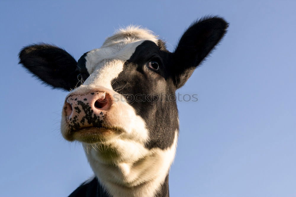 moo 2 Cow Moo Animal