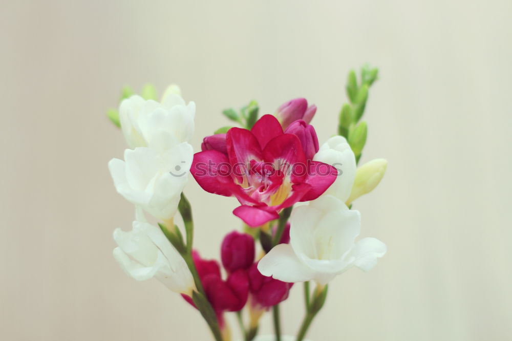 Similar – Foto Bild Aufblühende Rosa Cosmea