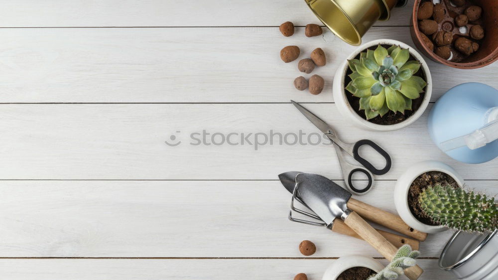 Similar – Image, Stock Photo Asparagus with ingredients on the kitchen table at the window