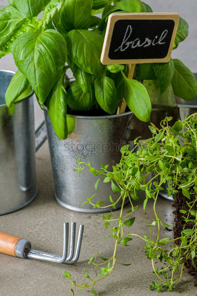 Similar – Image, Stock Photo cut Food Herbs and spices