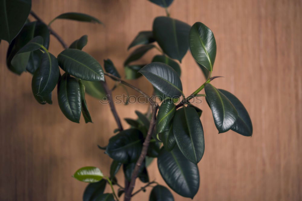 Similar – Dreieckiger Feigenbaum Ficus triangularis bonsai tree