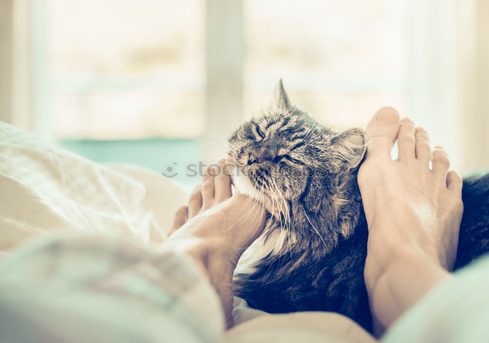 Similar – Cat cuddles with feet