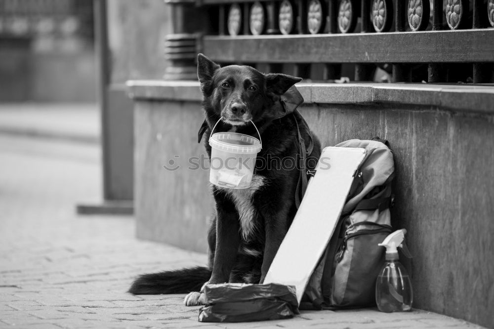 Similar – Foto Bild El Alto / Bolivien Hund