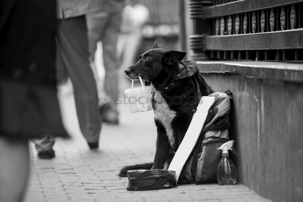 Similar – Image, Stock Photo Sweet Dreams Dog Paw Sleep