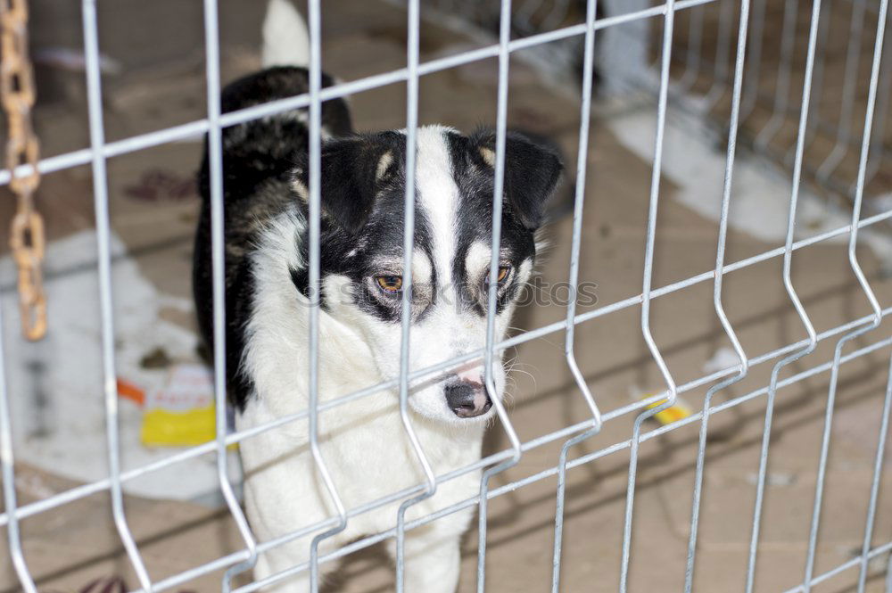 Similar – Image, Stock Photo Closeup of a husky dog looking through the bars of a cage