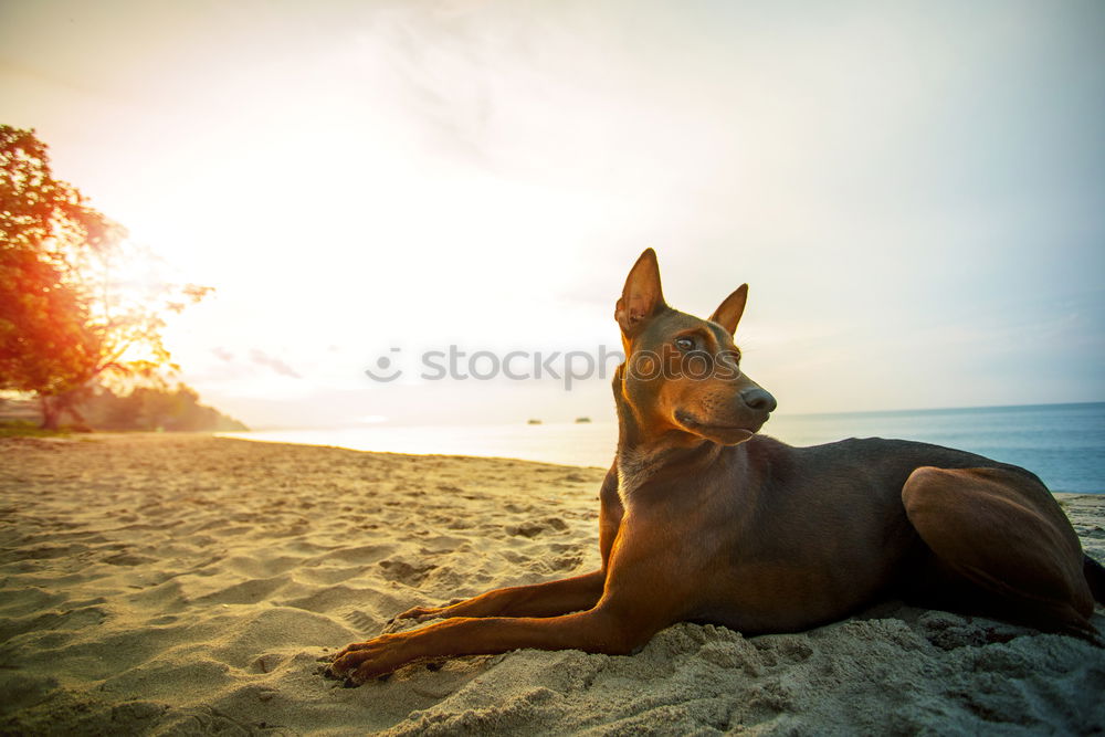 Similar – Mini pincher dog playing with the ball on the beach