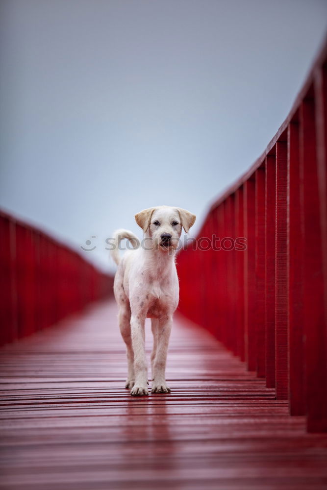 Similar – Image, Stock Photo Kiss my ace Dog Animal Pet