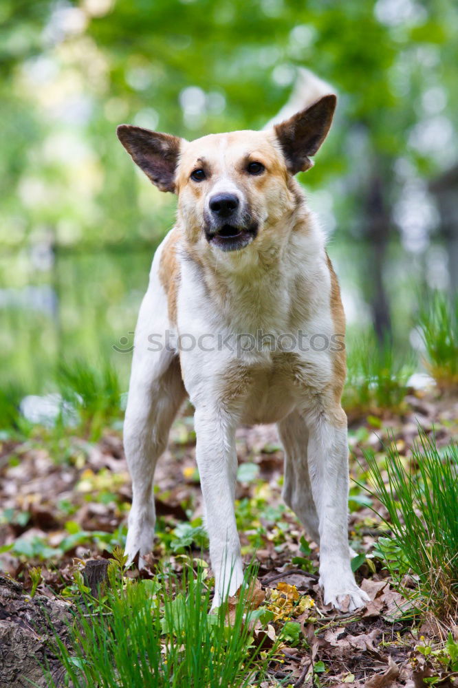 Similar – Image, Stock Photo Welsh Corgi on the grass lookin’ up