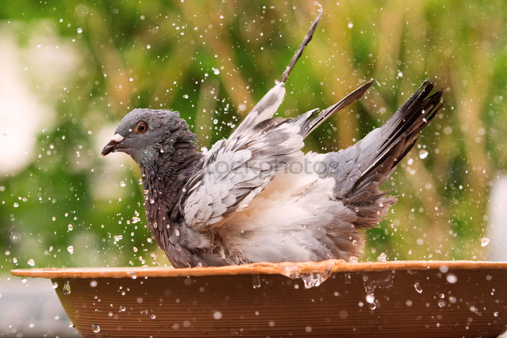 Similar – Image, Stock Photo sparrow riot Bird