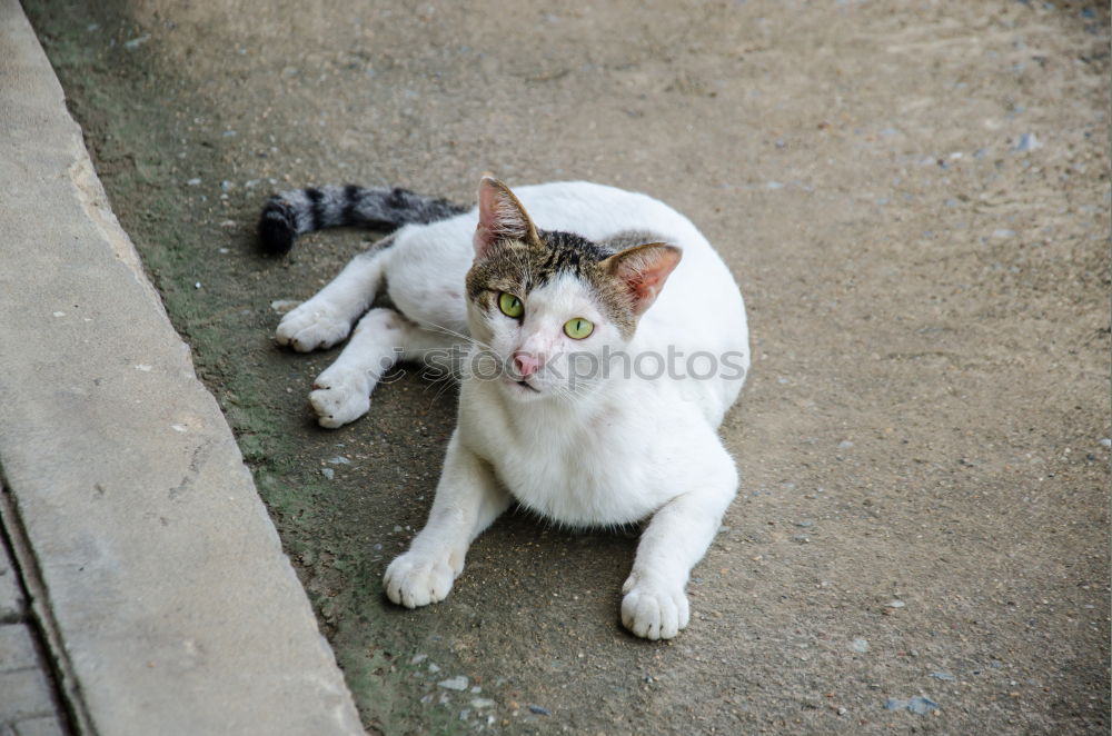 Similar – Image, Stock Photo meal Cat Animal To feed