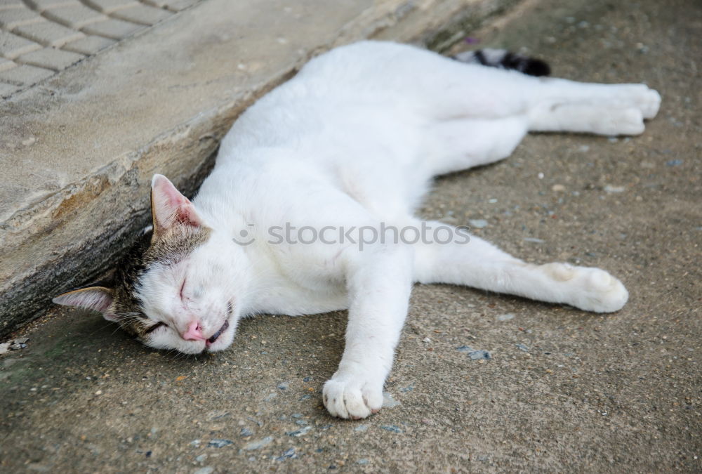 Similar – Image, Stock Photo after-lunch nap Animal Pet