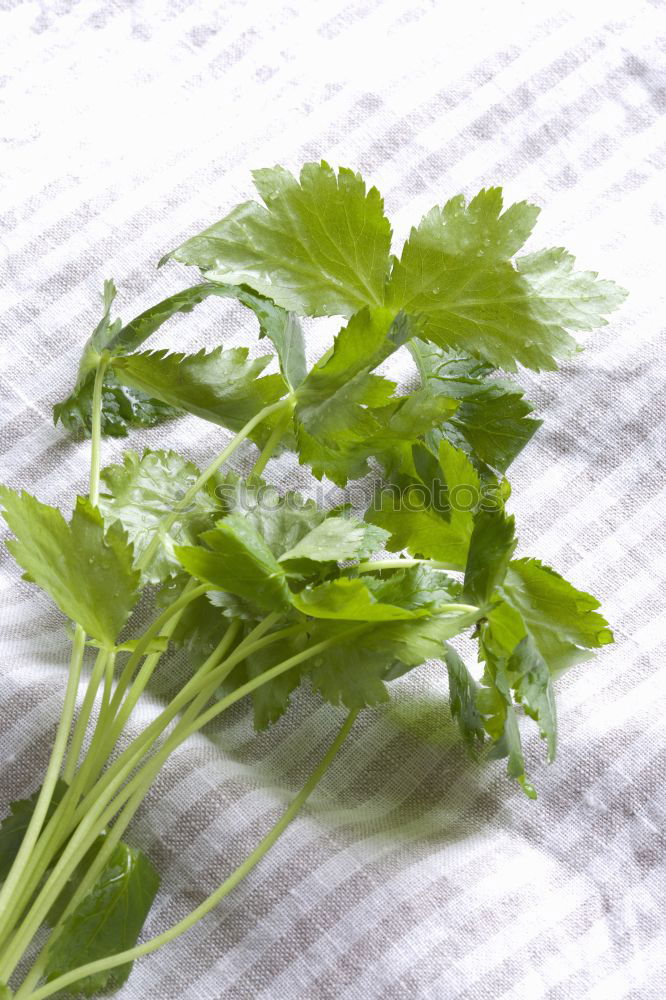 Similar – ingredient Parsley