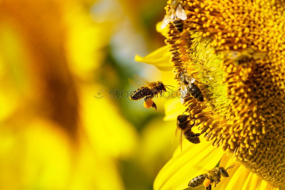 Similar – Image, Stock Photo Honey bee covered with yellow pollen collecting sunflower nectar