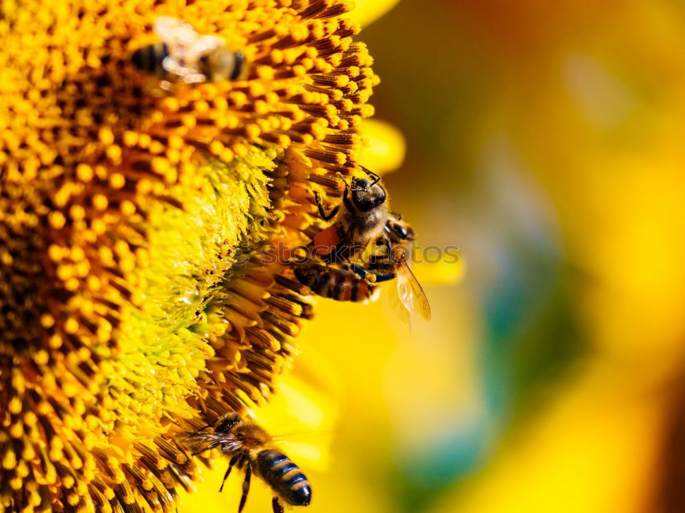 Similar – Image, Stock Photo Honey bee covered with yellow pollen collecting sunflower nectar