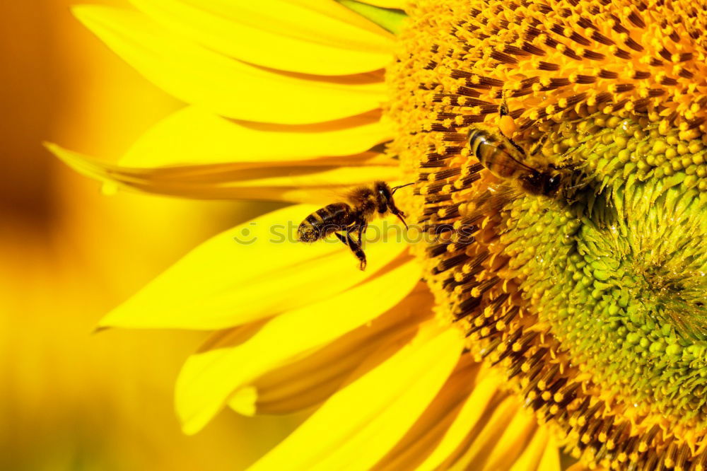 Similar – Image, Stock Photo Macro honey bee collects yellow pollen on sunflower in nature