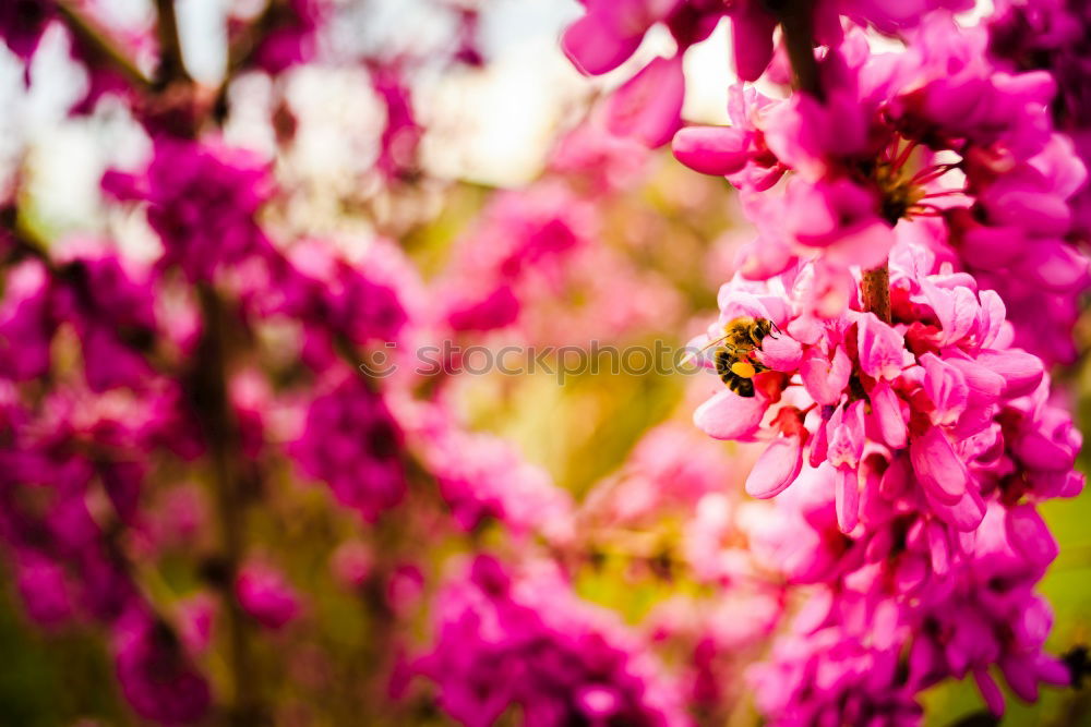 Similar – Image, Stock Photo Branch of beautiful purple lilac flowers