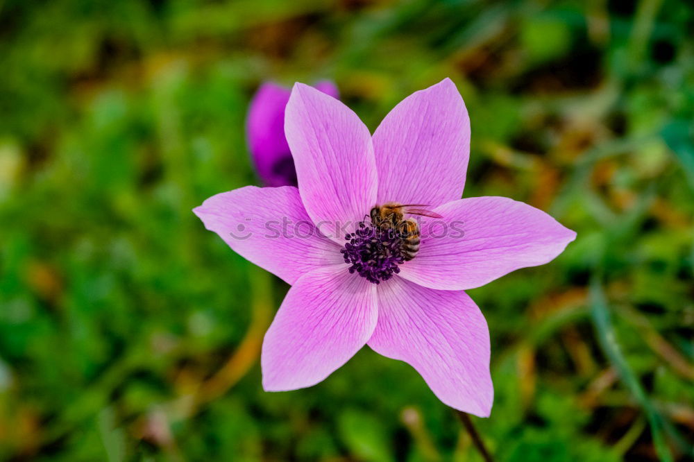 Similar – Image, Stock Photo blue flower Close-up