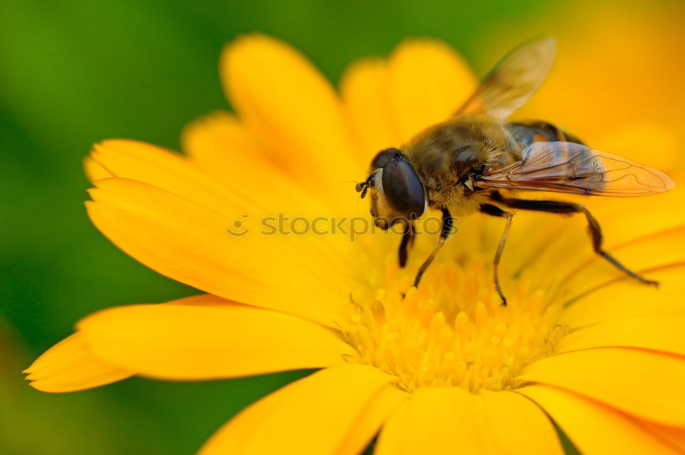 Similar – Erdbiene ( Andrena florea ) 02