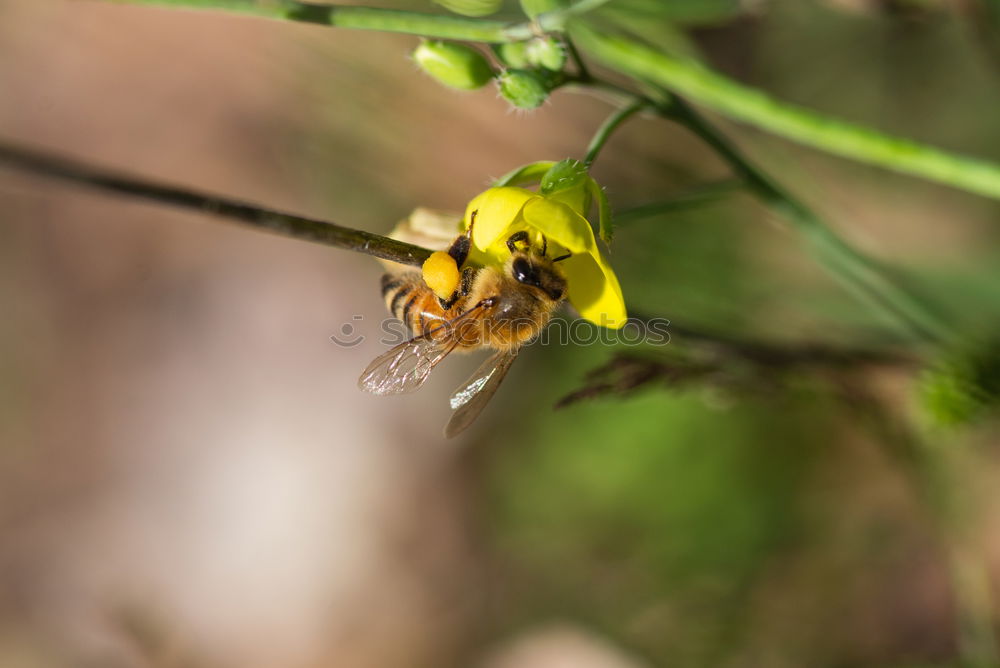 Similar – Myiatropa florea Bee