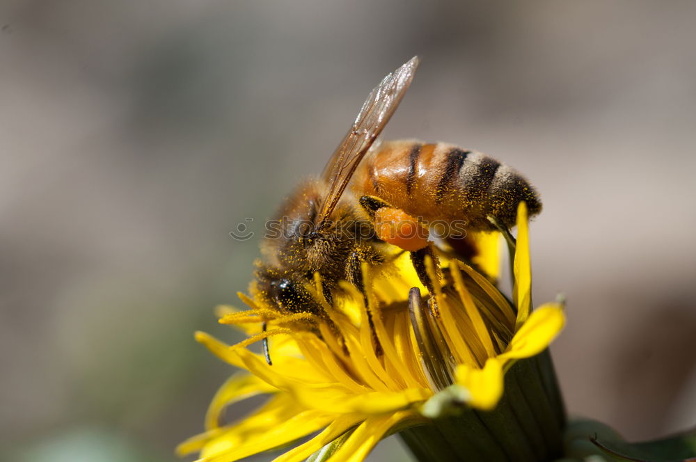 Similar – Image, Stock Photo Myiatropa florea Bee