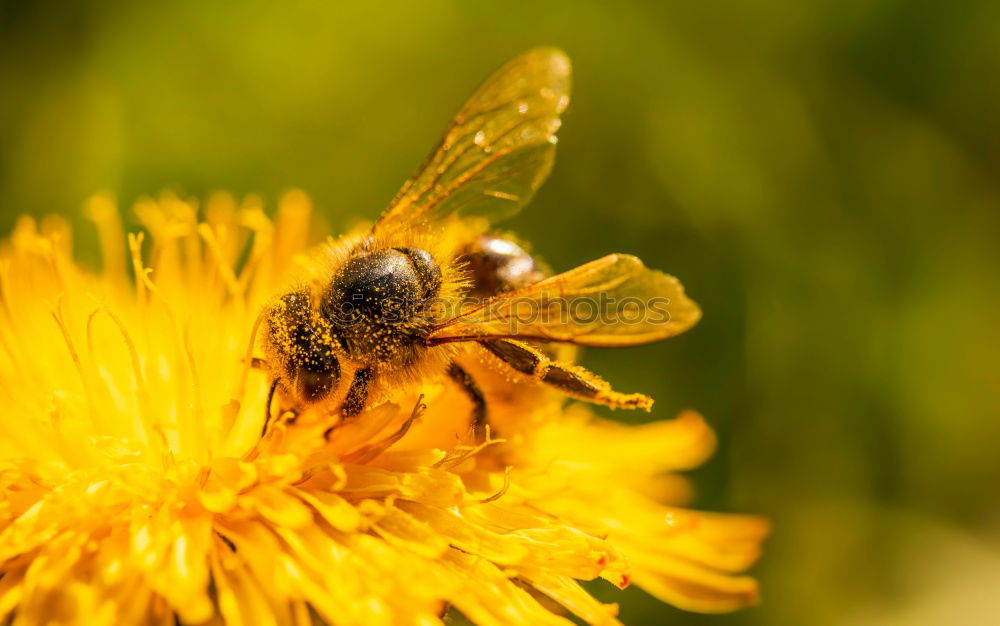 Similar – Earth bee ( Andrena florea ) 04