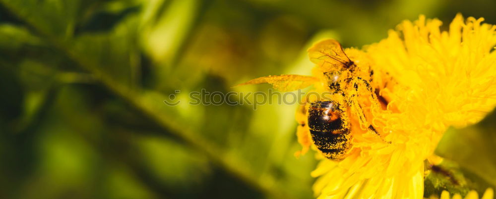 Similar – Foto Bild Schwebfliege auf einer gelben Gartenblume