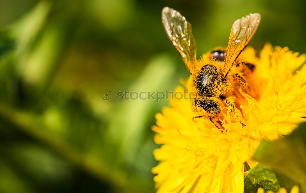 Similar – Earth bee ( Andrena florea ) 04