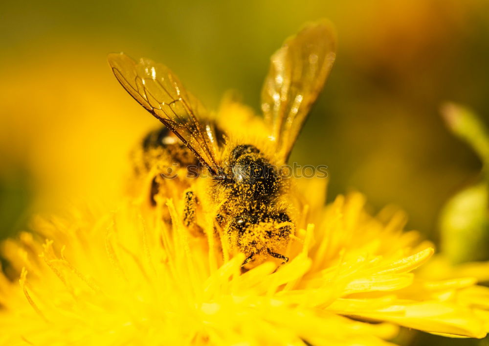 Similar – Image, Stock Photo Honey bee covered with yellow pollen collecting sunflower nectar