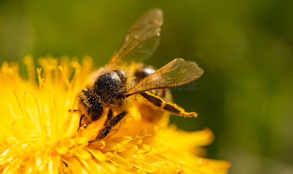 Similar – Myiatropa florea Bee