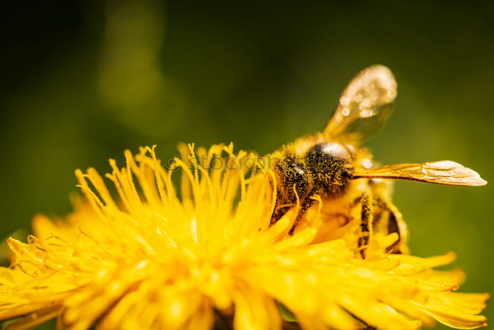 Similar – Dandelion with insects