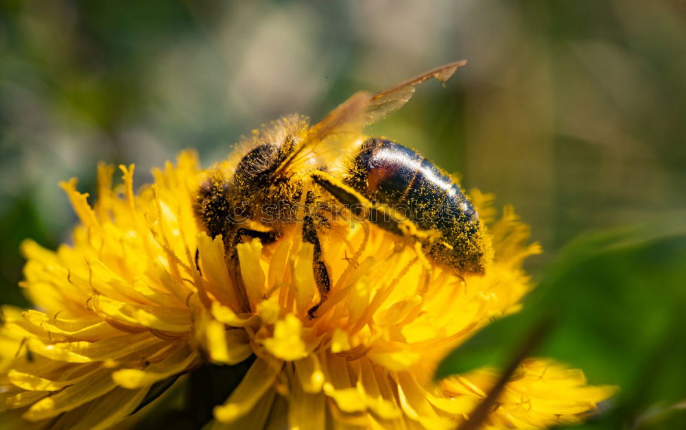 Image, Stock Photo Myiatropa florea Bee