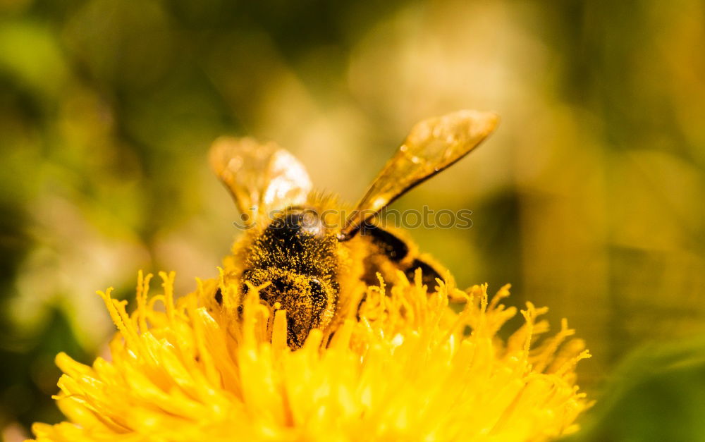 Similar – schwebfliege Insekt Tier