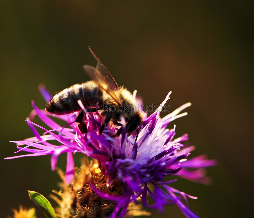 Similar – gathering Bumble bee